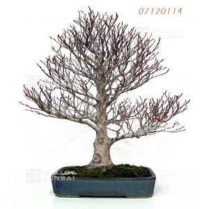 venduhetre-crenele-du-japon-ref-07120114