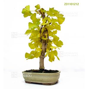 venduarbre-aux-40-ecus-ref-231101212