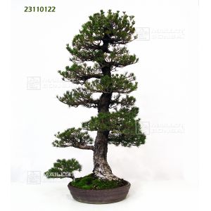 vendupin-a-5-aiguilles-du-japon-ref-23110122