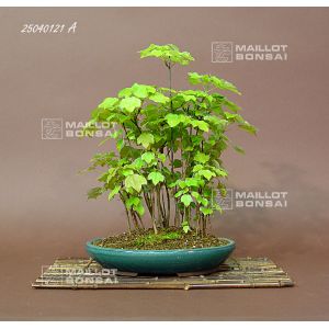 venduacer-buergerianum-miyasama-ref-25040121a