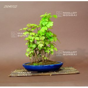 venduacer-buergerianum-miyasama-ref-25040122