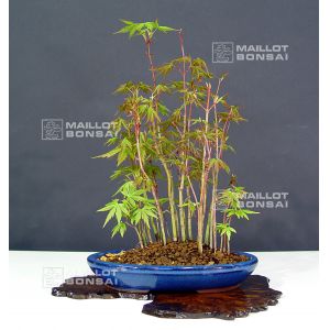 vendu-acer-palmatum-foret-ref-12040138