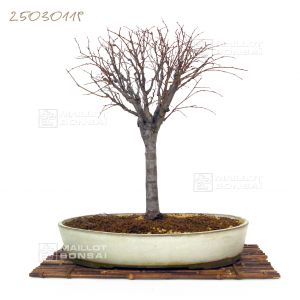 zelkova-serata-ref-25030119