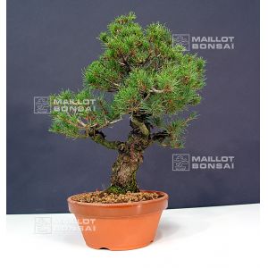 vendupinus-kokonoe-ref-10120123