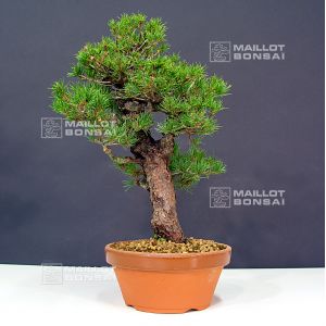 vendupinus-kokonoe-ref-10120124
