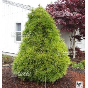 sciadopitys-verticillata-40-seeds