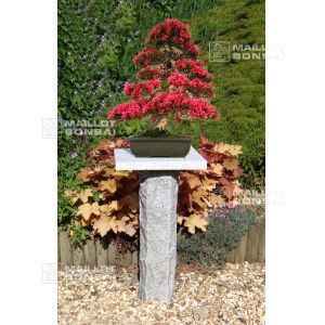 Stele granite bonsai 100 cm