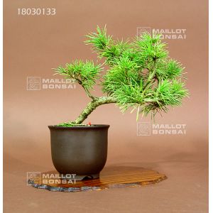 vendu-pin-a-5-aiguilles-du-japon-ref-18030133