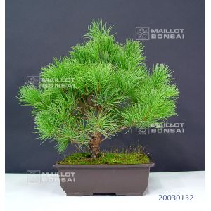 vendu-pin-a-5-aiguilles-du-japon-ref-20030132