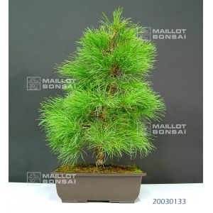 vendu-pin-a-5-aiguilles-du-japon-ref-20030133