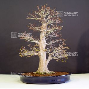 venduerable-palme-ref-14040134