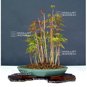 venduacer-palmatum-foret-ref-12040139