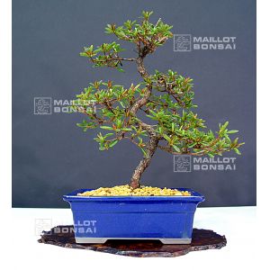 rhododendron-ref-12040137