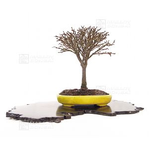 vendu-zelkova-serrata-ref-14040132