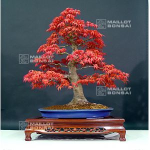vendu-acer-palmatum-beni-chidori-24040132