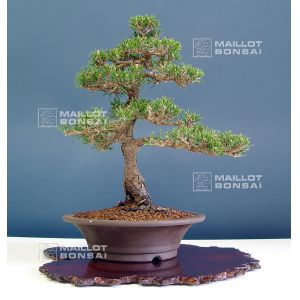 vendupin-noir-de-thunberg-var-kotobuki-ref-2804014