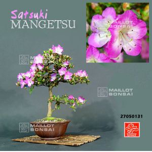 vendurhododendron-mangetsu-27050131