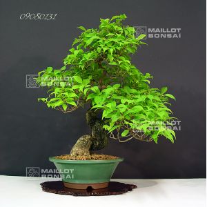 vendu-callicarpa-japonica-ref-09080131