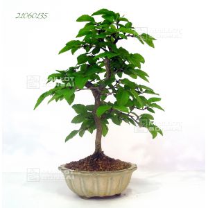 carpinus-coreana-ref-21060135