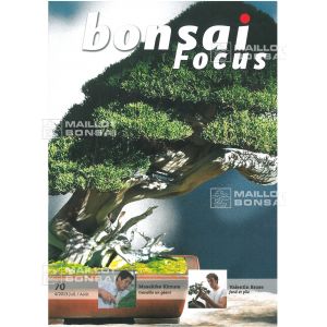 VENDU BONSAI FOCUS N° 70