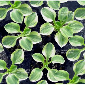 Hosta Frosted mouse ears