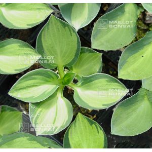 hosta-holy-mouse-ears