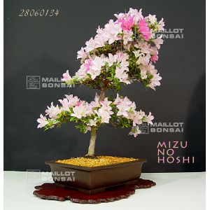 vendurhododendron-mizu-no-hoshi-ref-28060134