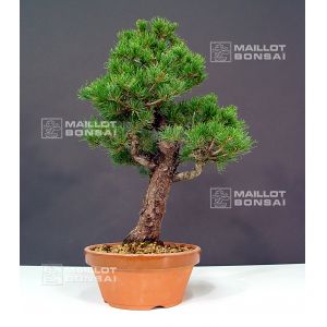 vendupinus-kokonoe-ref-10120127