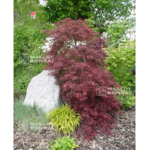 Graines d'acer dissectum aka shidare