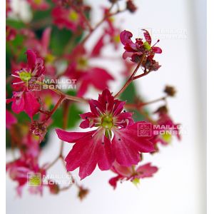 saxifraga-fortunei-gokka