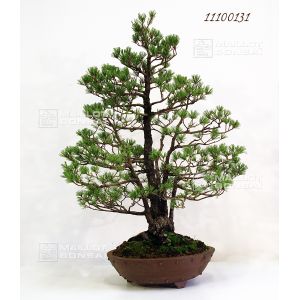 vendu-pin-a-5-aiguilles-du-japon-ref