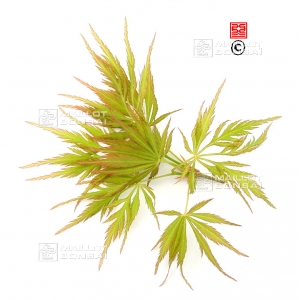 Graines d'Acer Matsumurae Green globe