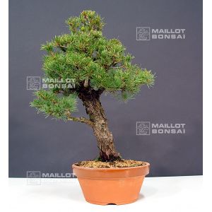 vendupinus-kokonoe-ref-10120128