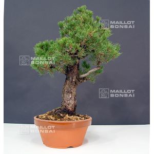 vendupinus-kokonoe-ref-10120129
