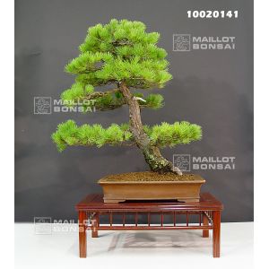 Pinus pentaphylla from seedling ref:10020141