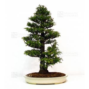 cryptomeria-japonica-bonsai-ref-14020147