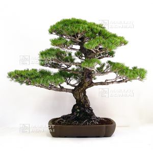 vendu-pinus-pentaphylla-ref-23050143