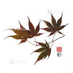 red-emperor
