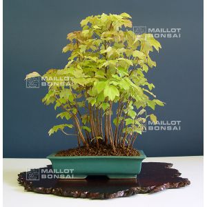 acer-buergerianum-miyasama-ref-24040142