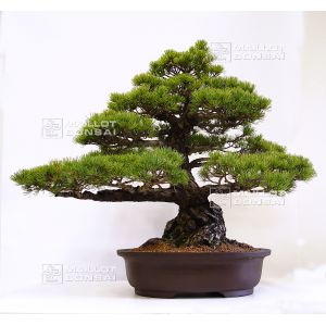 five-needle-pine-bonsai-ref-280501431