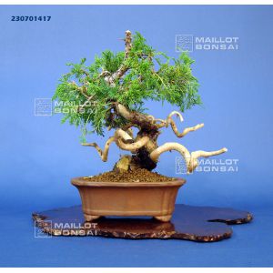 vendu-juniperus-chinensis-itoigawa-ref230701417