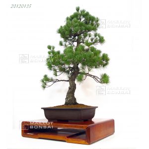 pinus-pentaphylla-bonsai-ref-20120135