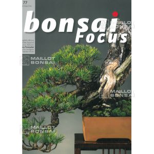 VENDU BONSAI FOCUS N° 77