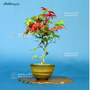 Venduacer palmatum deshojo ref: 180801412