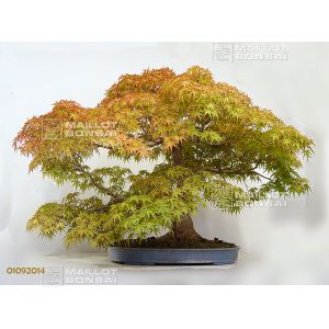 vendu-acer-palmatum-seigen-ref-01090141