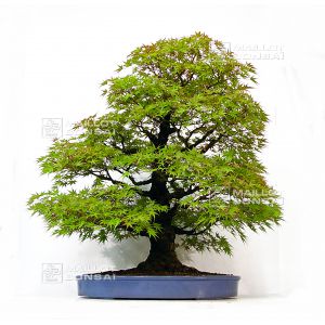 acer-palmatum-arakawa-ref-08090145