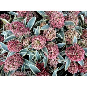 skimmia-japonica-magic-marlot