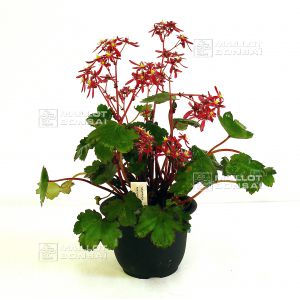 saxifraga fortunei beni guruma