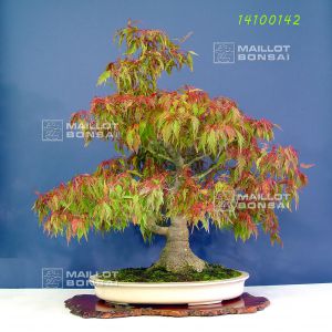 venduacer-palmatum-hagoromo-ref-14100142