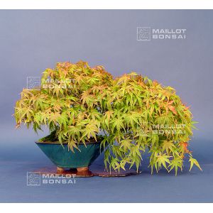 venduacer-palmatum-seigen-ref-27100143